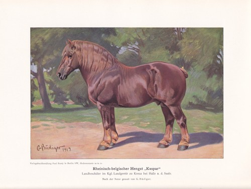 Cavallo belga kaspar stampa - "kaspar",