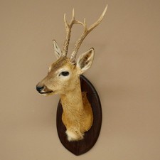 Trofeo Di Caccia Sibiriano