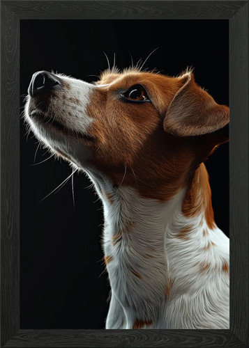 Poster jack russell - jack,