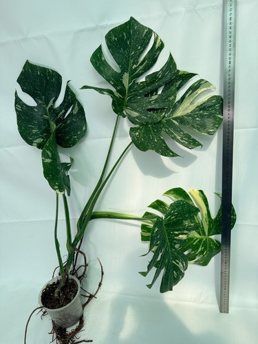 Monstera thai constellation - thai,