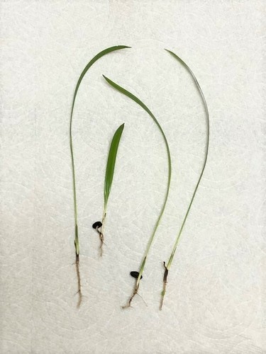 Pygmy robellini dwarf - dwarf, palm