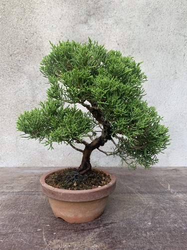 Bonsai ginepro juniperus - di, (juniperus