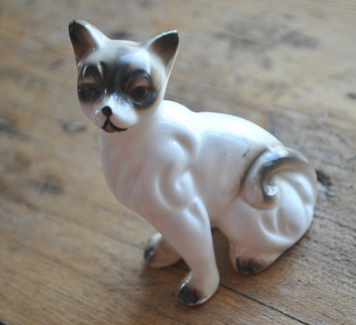 Vintage exotic siamese - exotic, cat