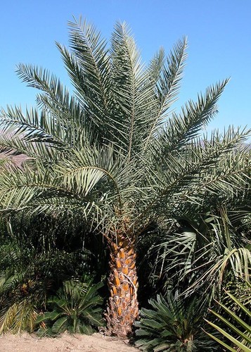 Phoenix sylvestris silver - sylvestris,