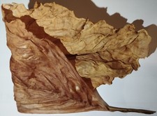 Foglie secche di mandragora 5