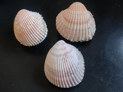 Conchiglia shell lotto - conchiglia,