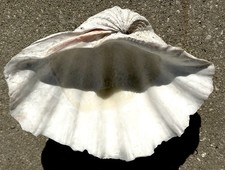 Mezzo guscio di vongole