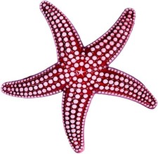Stella marina corallo - marina, rosso