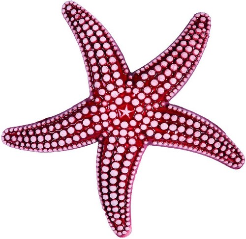 Stella marina corallo rosso - stella,