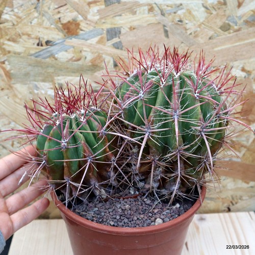 Ferocactus stainesii vaso - ferocactus,