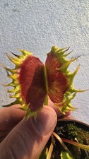 Dionaea muscipula Chinese