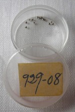 NOS New Citizen 929-08 929 08 Screw Tornillo Part Pieza Genuine Watch Movement