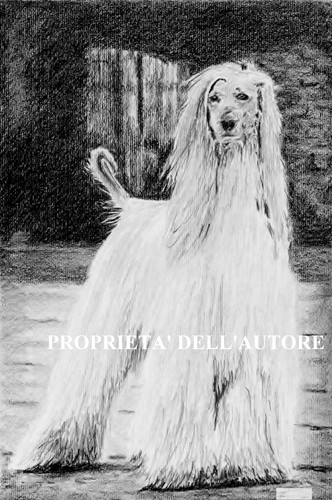 Cane levriero afgano - afgano, disegno