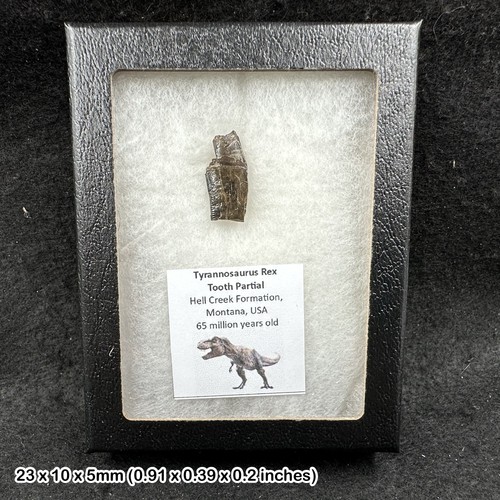Tyrannosaurus rex tooth fossil - rex,