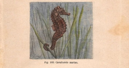 Stampa cavalluccio marino - cavalluccio,