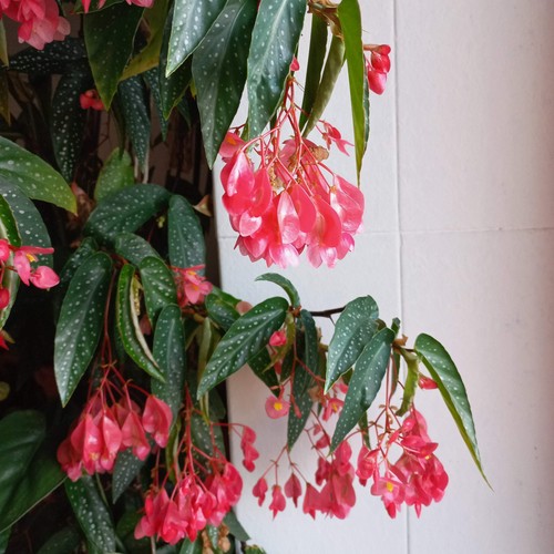 Begonia corallina tamaya - begonia,