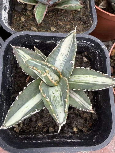 Vendo agave titanota lupo - vendo,