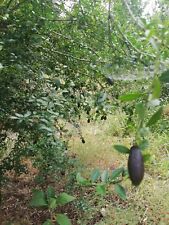 Limone Caviale "Citrus australasica" pianta di Finger Lime Rosso 10 Anni 