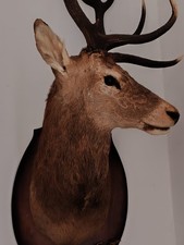 Cervo palco testa impagliata trofeo di caccia imbalsamato da muro tassidermia