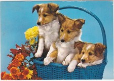 RIPATRANSONE - ASCOLI PICENO - CUCCIOLI CANE - VIAGG. -99511-