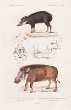 Figura Facocero Pekari