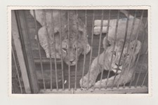 Due simpatici cuccioli di