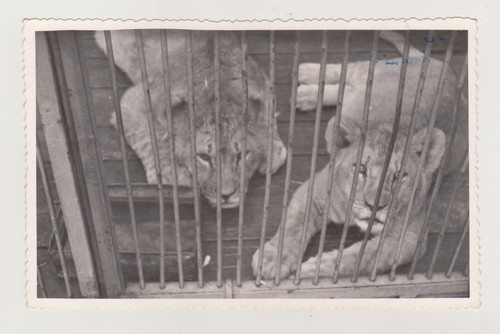 Due simpatici cuccioli - , di