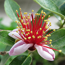 Feijoa sellowiana (syn. Acca