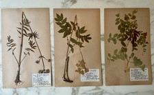 Set di 3 rari fiori pressati