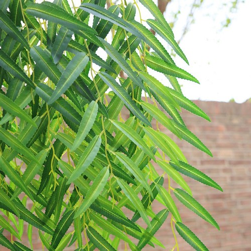 Per decorazione salice - per, di