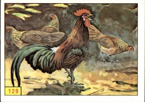 Figurina uccelli panini - figurina, ed.panini