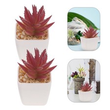 10 pezzi di piante grasse in