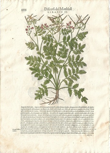 Stampa antica mattioli - antica,