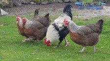 10 uova da cova, agente Marans