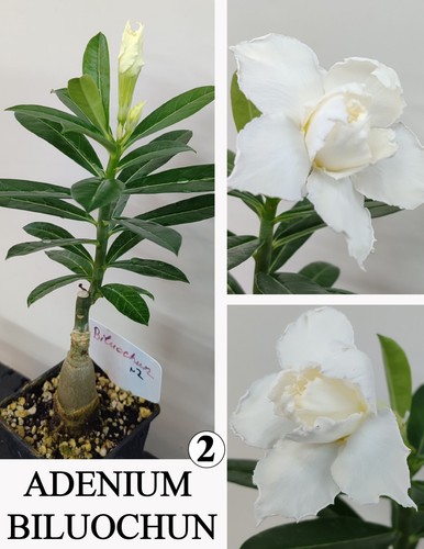 Adenium biluochun rosa di - n2,