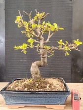 bonsai di melo   h 39 cm