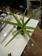 Pianta aloe vera Lunghezza foglia Cm 40