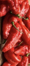 100 Gr PEPERONCINI
