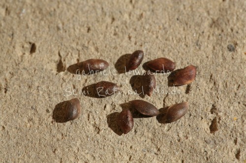 Pinus mugo semi - mugo,,