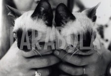 Foto vintage Francia, Coppia