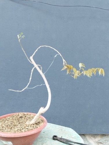 Bonsai glicine 50x30cm in - glicine,