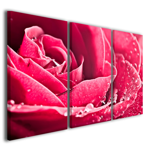 Quadro rosa beautiful rose - rose, i