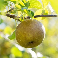 PIANTA DA FRUTTO MELO RENETTA