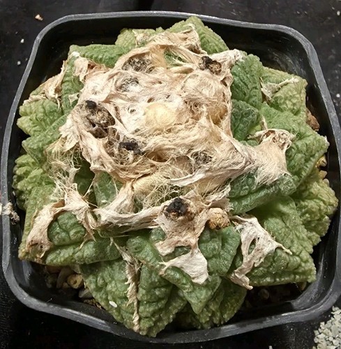 Ariocarpus fisuratus from seed - fisuratus,