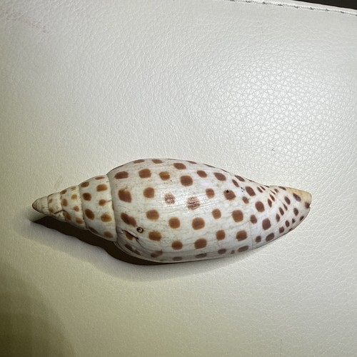 Junonia scapella spotted - junonia, scapella-spotted
