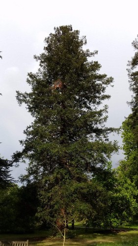 Sequoiadendron sempervirens - ,