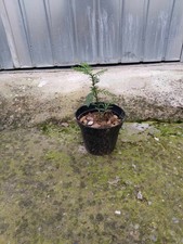 Pianta Sequoia Sempervirens Sempreverde h  10 - 15  cm in vaso 14