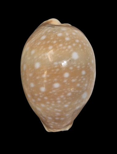 Conchiglia shell cypraea - shell,