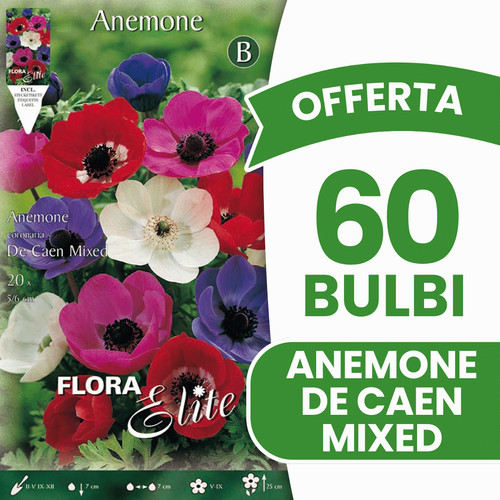 Offerta bulbi anemone - bulbi, de