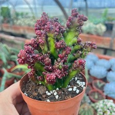 Pianta cactus succulenta - di,